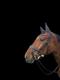 Compleet Bridle2fit hoofdstel (stel je eigen  trens hoofdstel samen met glitter neusriem)