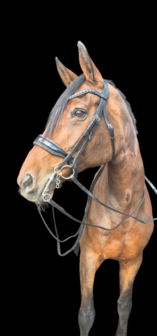 Compleet Bridle2fit hoofdstel (stel je eigen stang en trens hoofdstel samen)