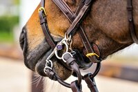 Welk bit voor een sterk paard? Welk bit voor een sterk paard?