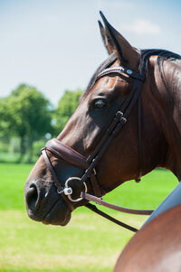 Welk bit voor een jong paard?