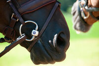 Help mijn paard loopt achter de loodlijn