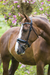 Help, mijn paard hangt op de hand