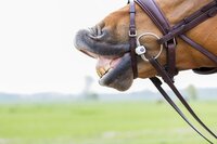 Hoe vind je een goed passend bit? Hoe vind je een goed passend bit?