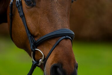 Help mijn paard heeft een wondje van het bit