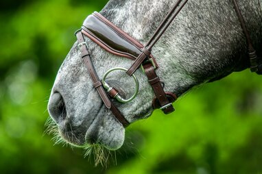 7 feitjes over de paardenmond (die jij nog niet wist!)